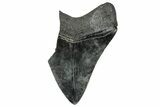 Partial Megalodon Tooth - Serrated Blade #332265-1
